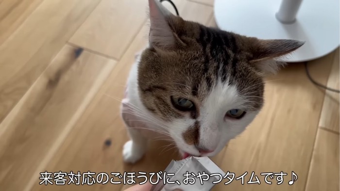 おやつを舐める猫