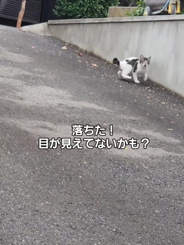 バランス崩した子猫