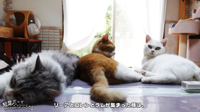 3匹の猫