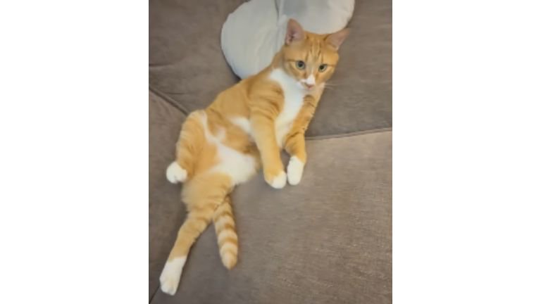 寝転がる猫