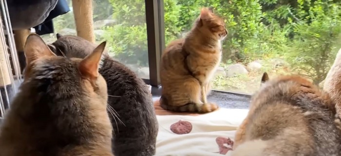 猫3匹、犬1匹