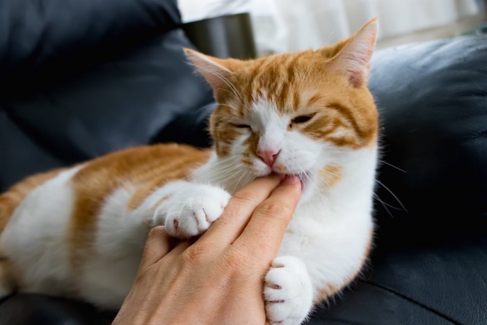 人の手に甘噛みしてじゃれつく茶白ねこ