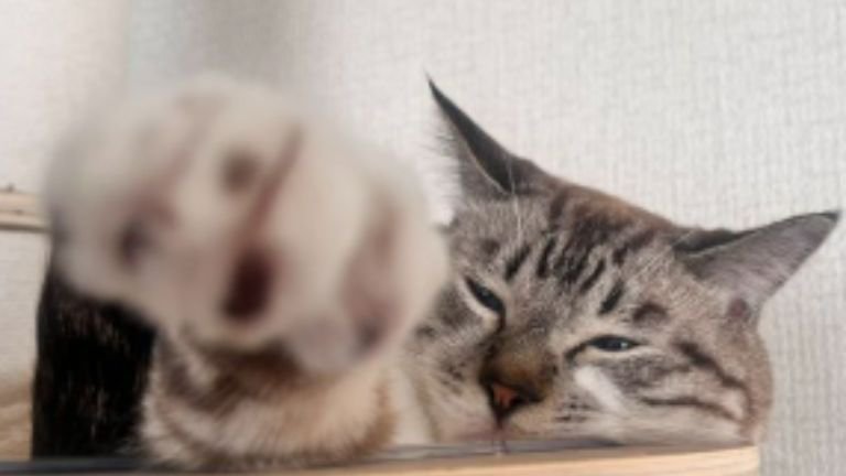 室内にいる猫