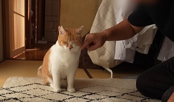 お父さんに撫でられるチャチャ君