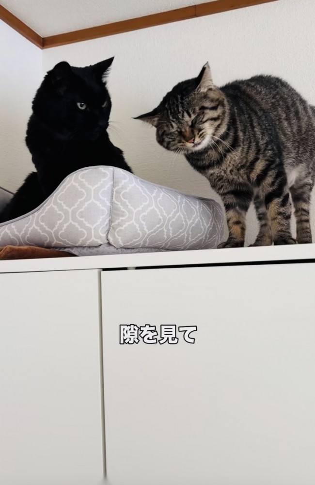 黒猫にスリスリしようとするキジトラ猫