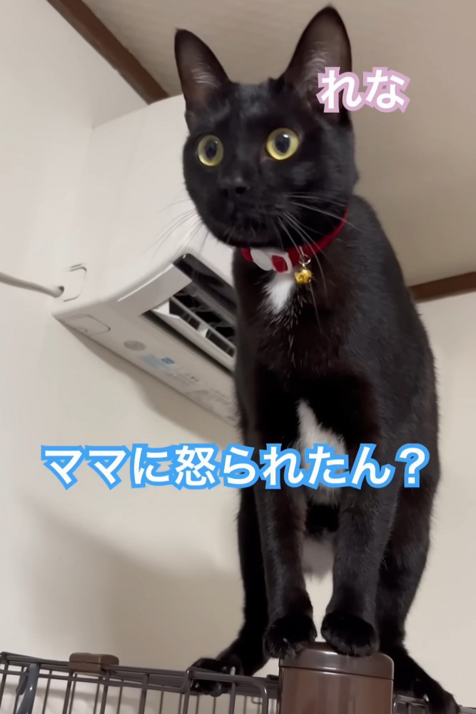 前を見る猫