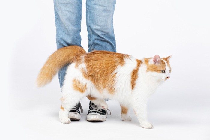 足元にスリスリする猫