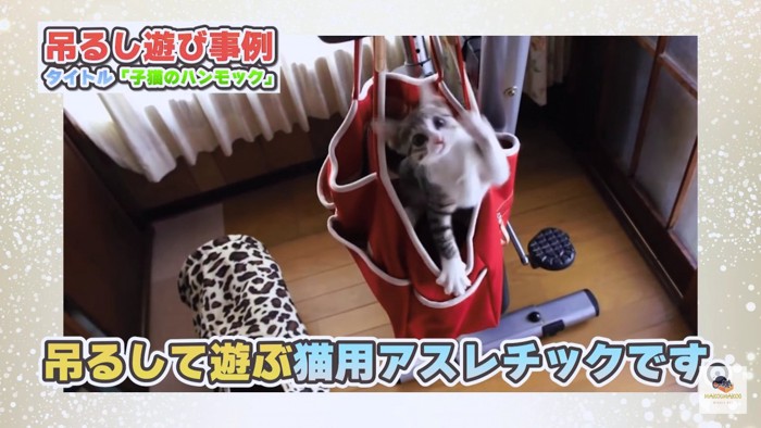 赤いバッグと子猫