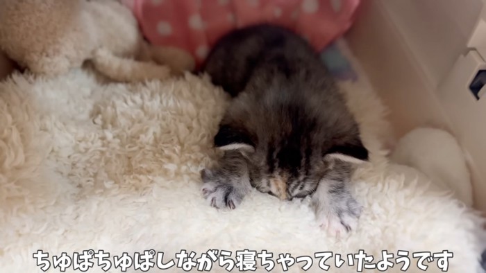 顔を埋めて寝る子猫