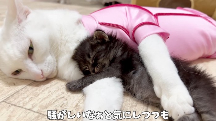 白猫に抱っこされて眠る赤ちゃん猫