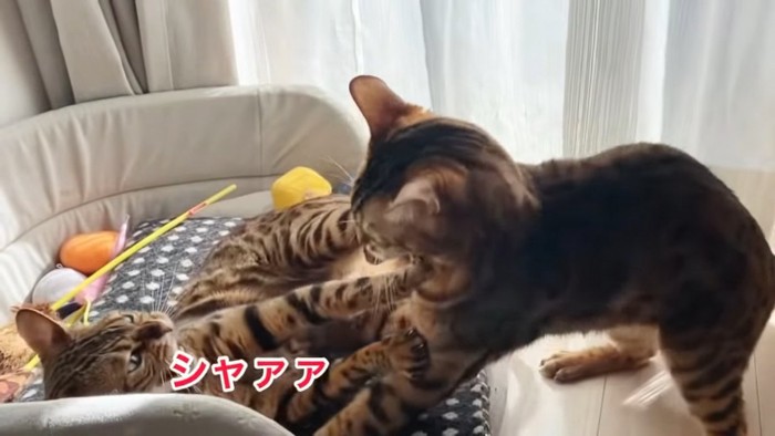 威嚇する仰向けの猫