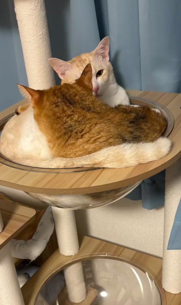 ボウルに入る2匹の猫