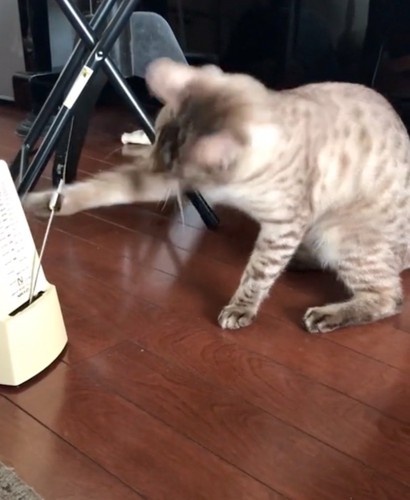 猫パンチ