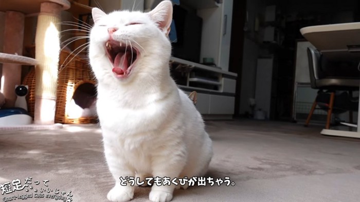 あくびをする猫