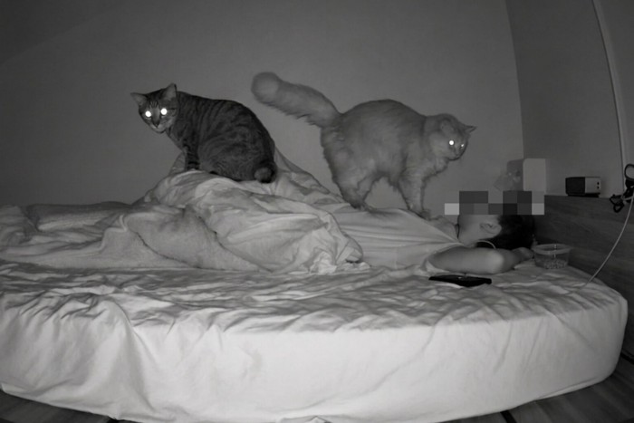 ベッドに横たわる人の上に乗る猫