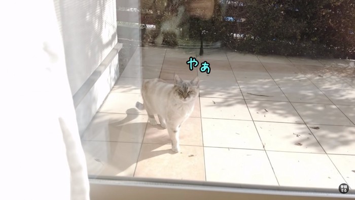 現れた猫