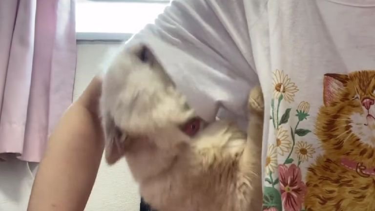 脇を嗅ぐ猫