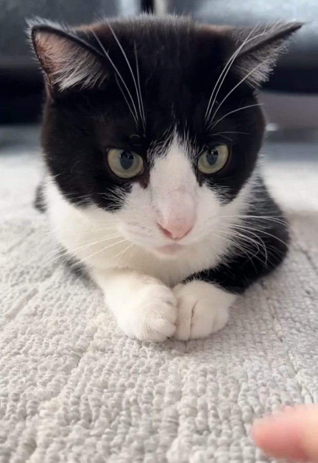 手を見る猫