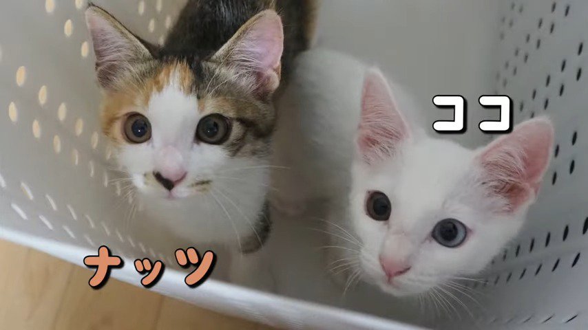 保護した2匹の子猫