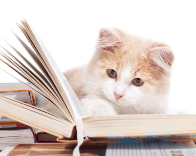 本を読む猫