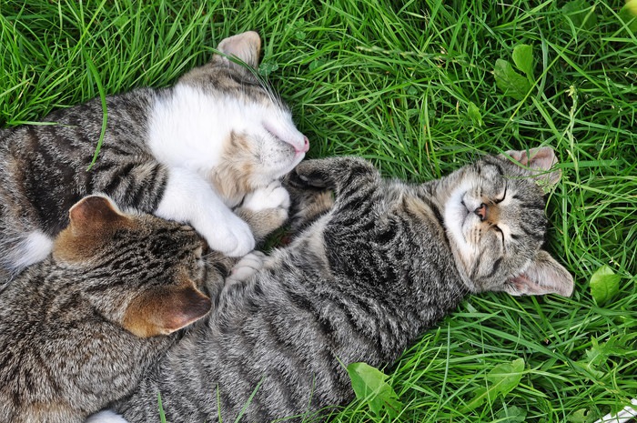 草の上で寝る子猫