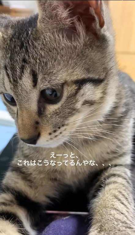 カメラを確認する猫