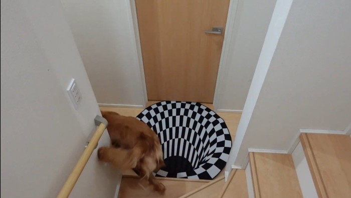 マットをスルーする犬