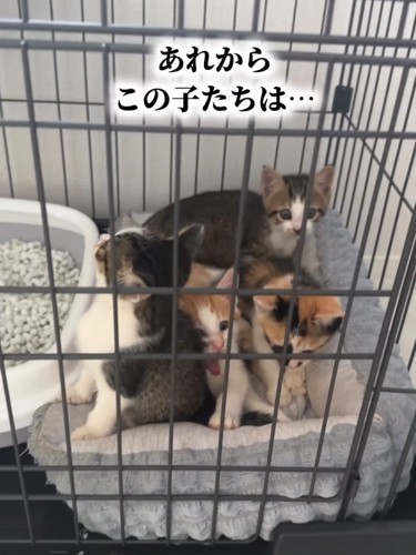 ケージの中にいる子猫たち
