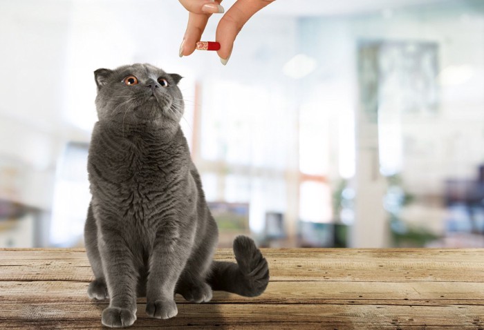 薬のカプセルを見つめる猫