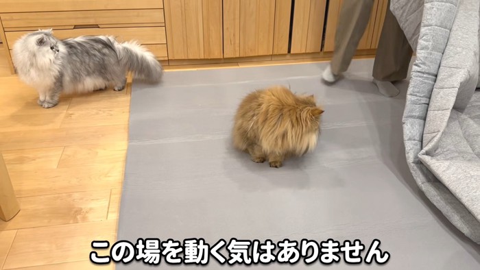 どかない猫