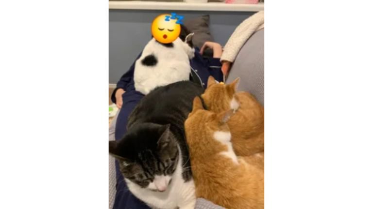室内にいる猫