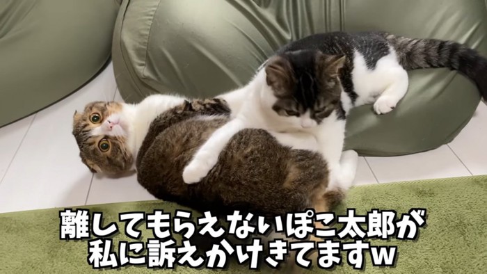 クッションから落ちた猫と上に乗る猫