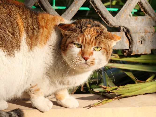 不機嫌な顔で見てくる猫