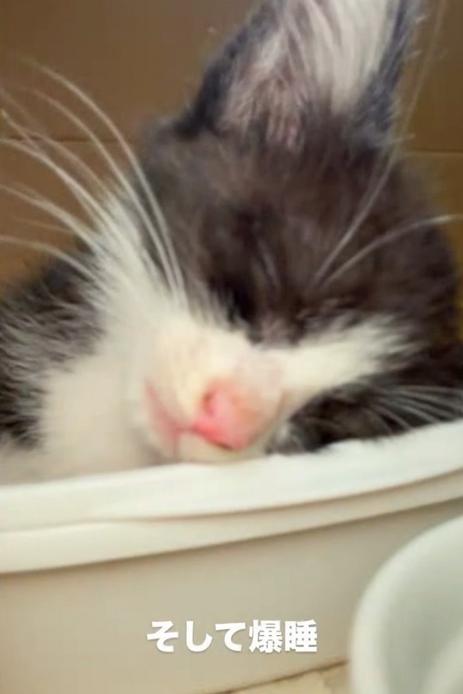寝ている子猫