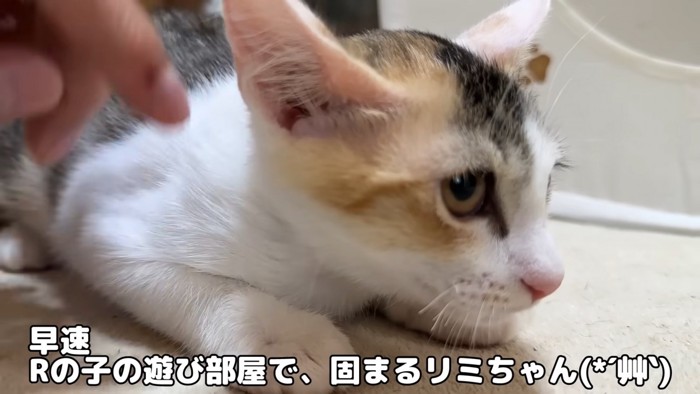 小さくなる子猫