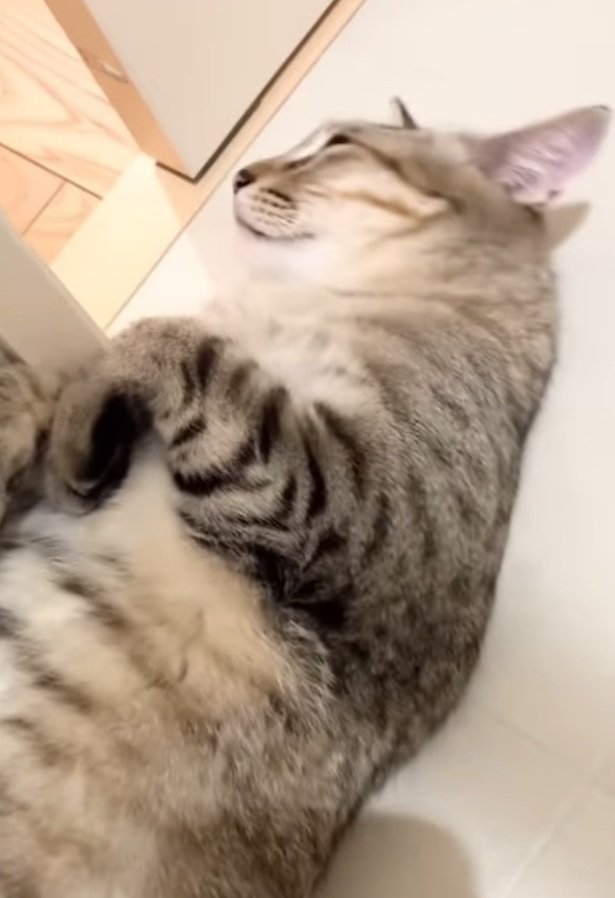 くつろぐ猫