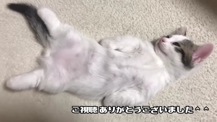 ヘソ天な子猫