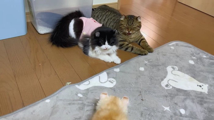 先輩猫2匹と向き合う子猫