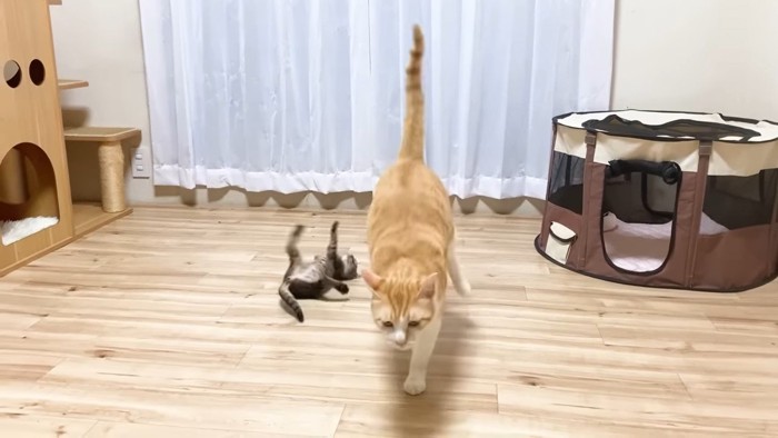 逃げる猫とひっくり返る子猫