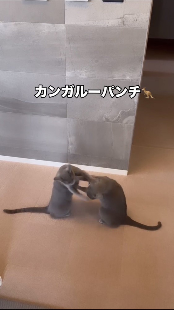 ケンカをする猫