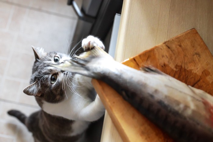 魚をとろうとする猫
