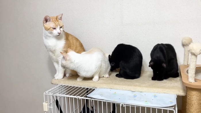 毛づくろい中の姉弟