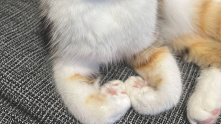 猫の手