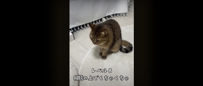 座っている猫