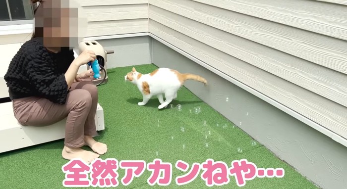 逃げ出す猫