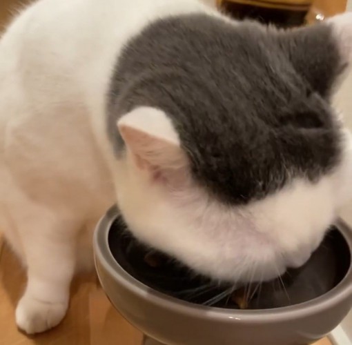 フードを食べる猫3