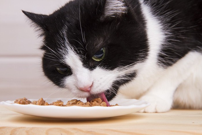 餌を食べる猫