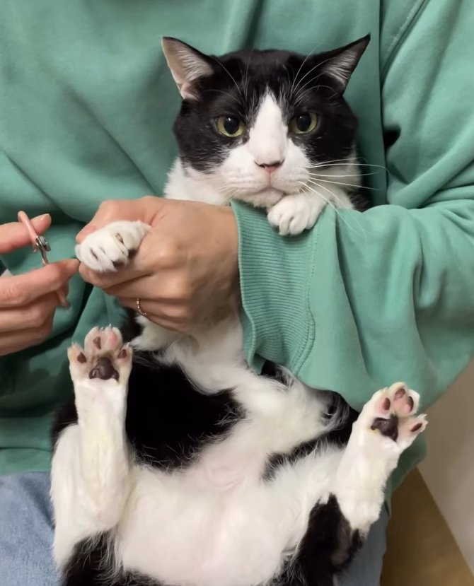 爪を切られているカメラ目線の猫