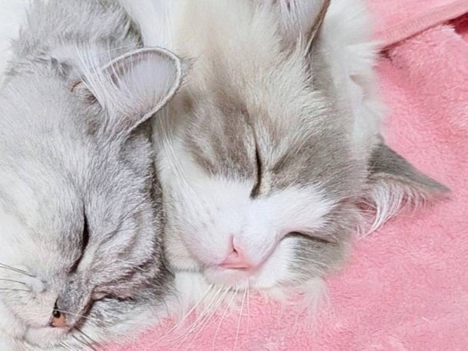 寝ている2匹の猫たちの顔