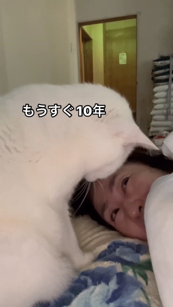 飼い主の顔を見る猫